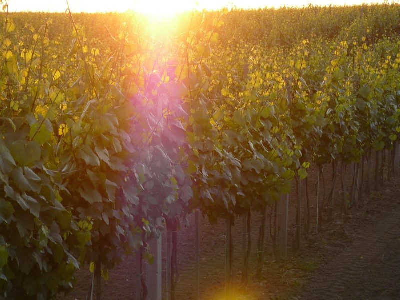 075_SzoleszBorasz-13