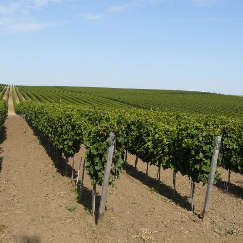 103_SzoleszBorasz-22