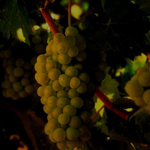 105_SzoleszBorasz-69