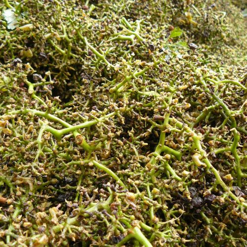 107_SzoleszBorasz-25