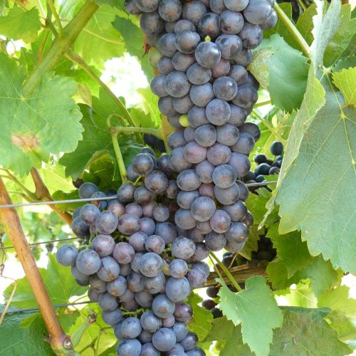 108_SzoleszBorasz-17